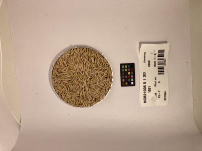 Click for 1 image(s) for this accession. SEED